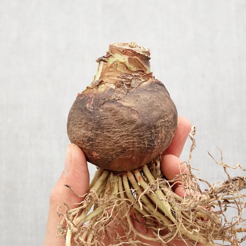 Amaryllis Sleeping Beauty - Hippeastrum Bulbo taglia 36+ esemplare consegnato in primavera