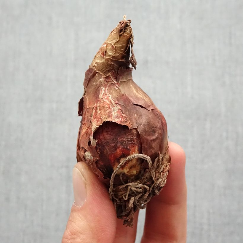 Amaryllis Alasca - Hippeastrum sonatini Bulbo taglia 14+ esemplare consegnato in primavera