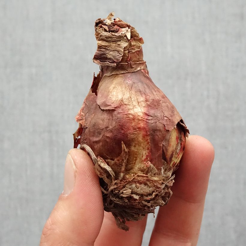 Amaryllis Marrakech - Hippeastrum sonatini Bulbo taglia 14/16 esemplare consegnato in primavera