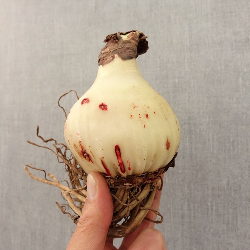 Amaryllis Sweet Lilian - Hippeastrum Bulbo taglia 24/26 esemplare consegnato in primavera