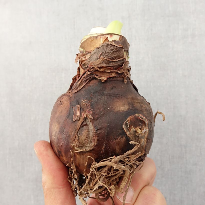 Amaryllis Tierra - Hippeastrum Bulbo taglia 26/28 esemplare consegnato in primavera