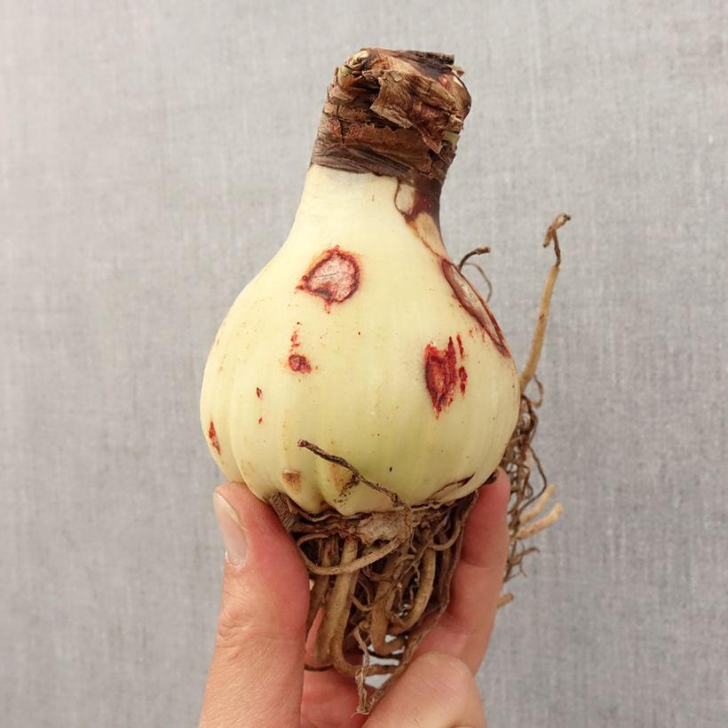 Amaryllis Yellow Star - Hippeastrum Bulbo taglia 24/26 esemplare consegnato in primavera