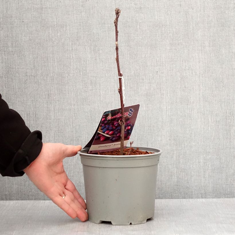 Amelanchier alnifolia GreatBerry Aroma Pot de 3L/4L esemplare consegnato in inverno