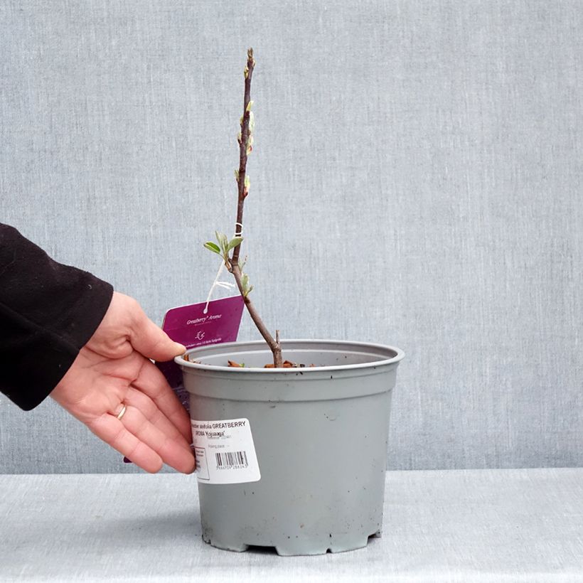 Amelanchier alnifolia GreatBerry Aroma Vaso da 3L/4L esemplare consegnato in primavera