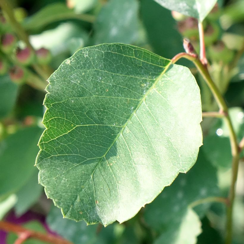 Amelanchier alnifolia GreatBerry Farm (Fogliame)
