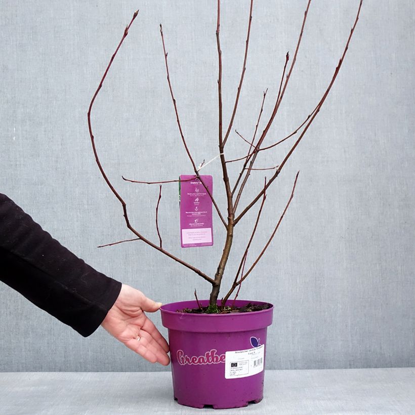 Amelanchier alnifolia GreatBerry Farm Pot de 3L/4L esemplare consegnato in inverno