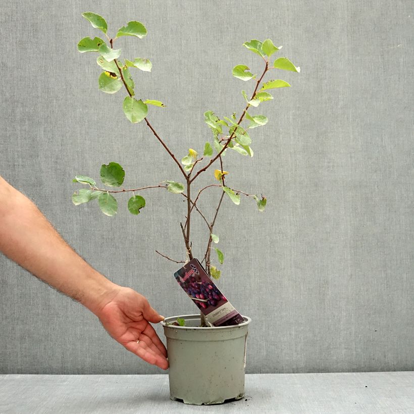 Esemplare di Amelanchier alnifolia GreatBerry Farm Vaso da 3L/4L consegnato in estate