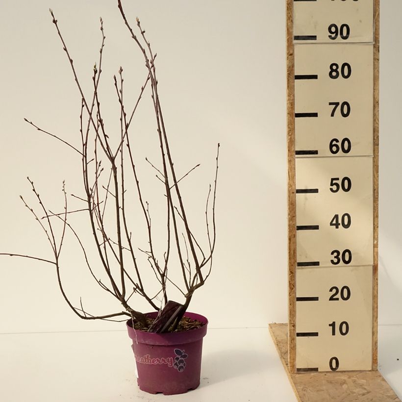 Amelanchier alnifolia GreatBerry Fruity Vaso da 4L/5L esemplare consegnato in inverno