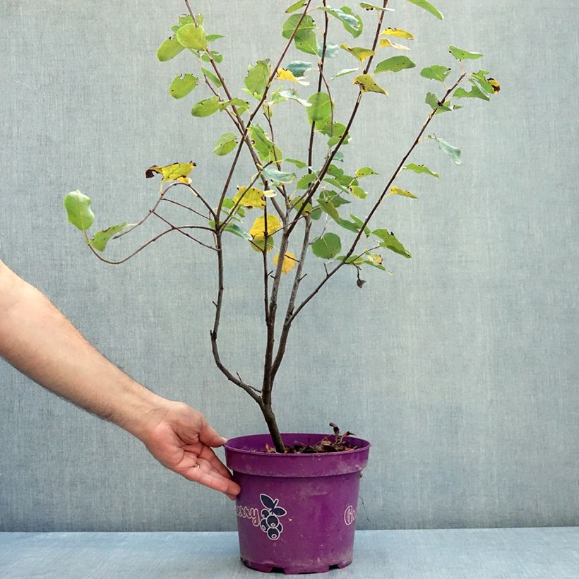 Esemplare di Amelanchier alnifolia GreatBerry Fruity Vaso da 4L/5L consegnato in estate
