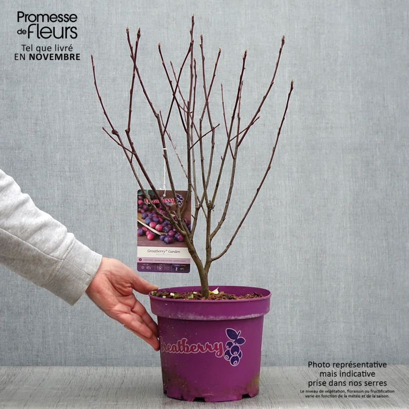 Esemplare di Amelanchier alnifolia Greatberry Garden ou Northline Pot de 3L/4L, Touffe come consegnato in autunno