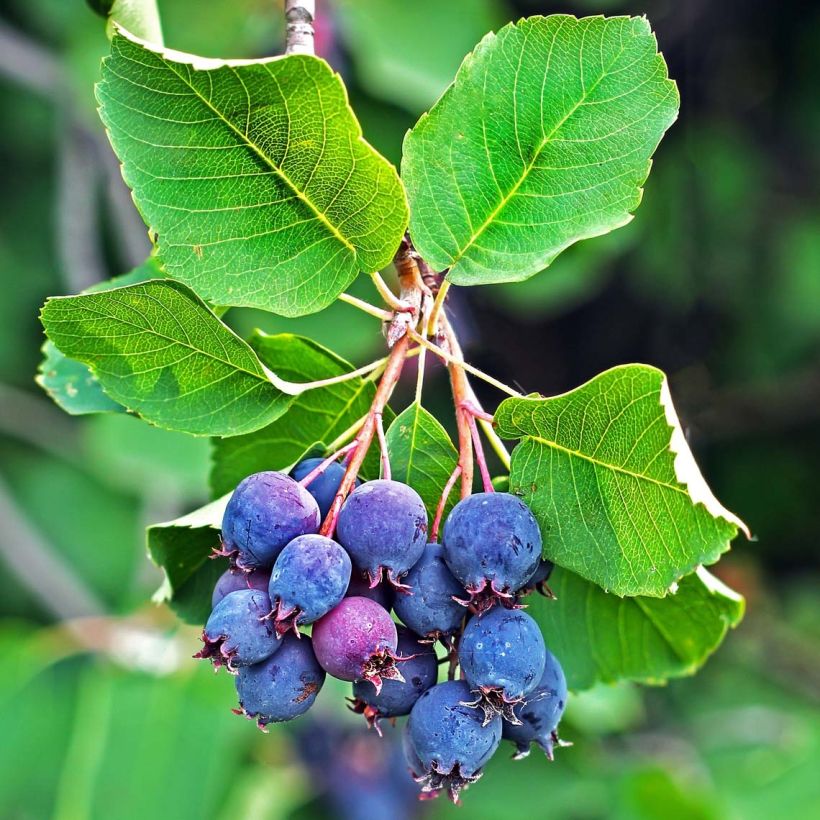 Amelanchier alnifolia Saskatoon Berry - Amelanchier (Harvest)