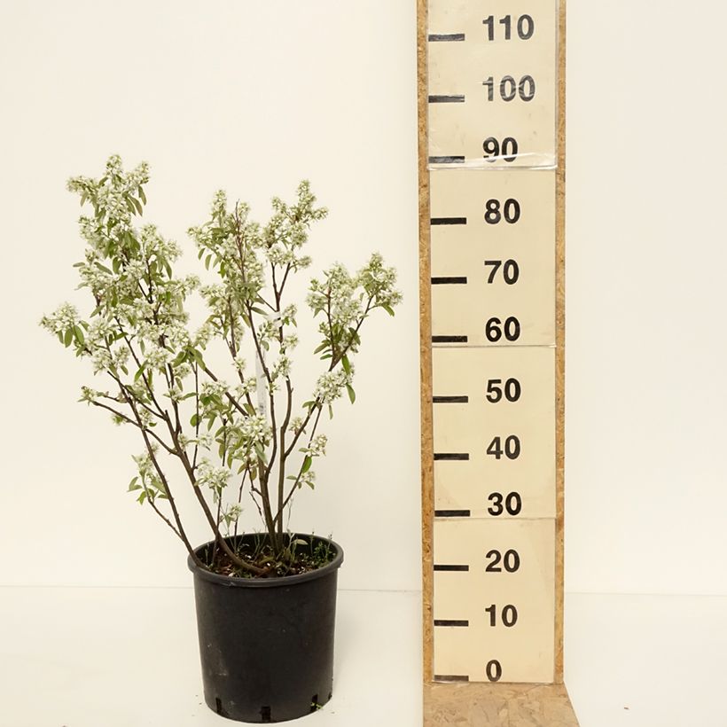 Example of Amelanchier alnifolia Saskatoon Berry - Amelanchier Vaso da 12L/15L as you get in printemps