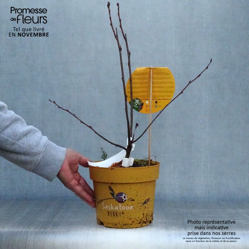 Esemplare di Amelanchier alnifolia Saskatoon Berry - Amelanchier Vaso da 4L/5L come consegnato in autunno