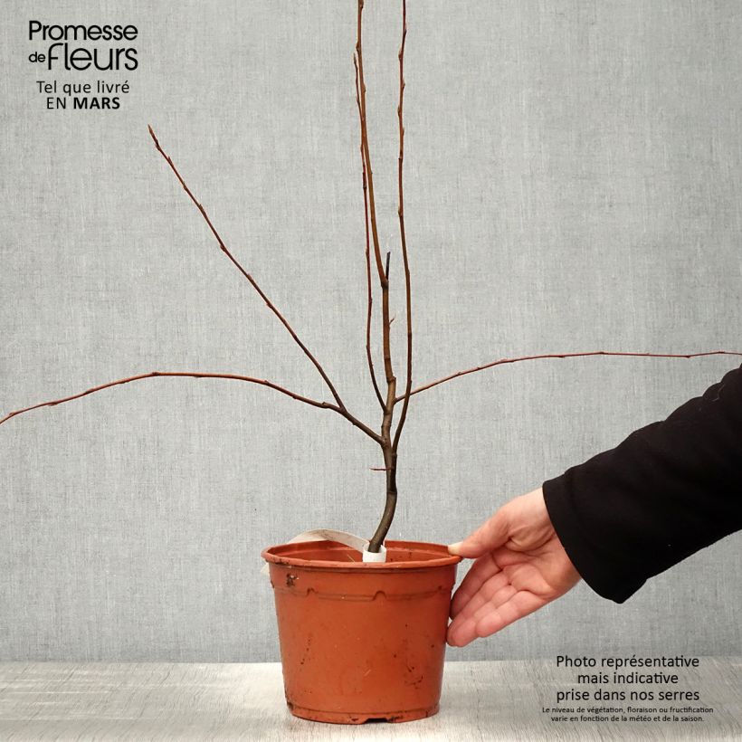 Example of Amelanchier canadensis - Pero corvino Vaso da 2L/3L as you get in printemps