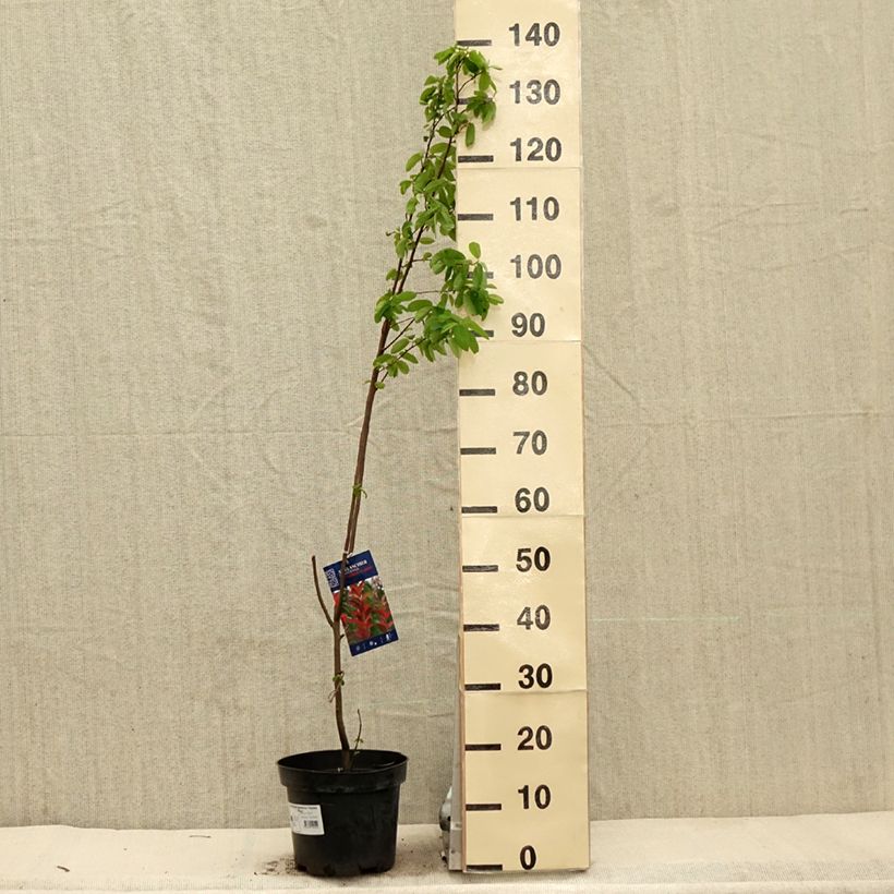 Amelanchier canadensis October Flame - Pero corvino Vaso da 4L/5L esemplare consegnato in primavera