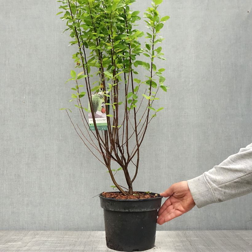 Amelanchier canadensis Rainbow Pillar - Pero corvino Vaso da 4L/5L esemplare consegnato in primavera