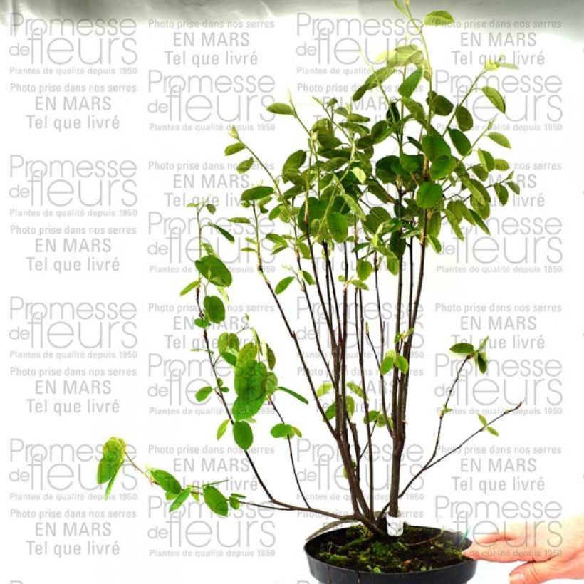 Esempio di esemplare Amélanchier en épis - Amelanchier spicata Pot de 3L/4L come consegnato