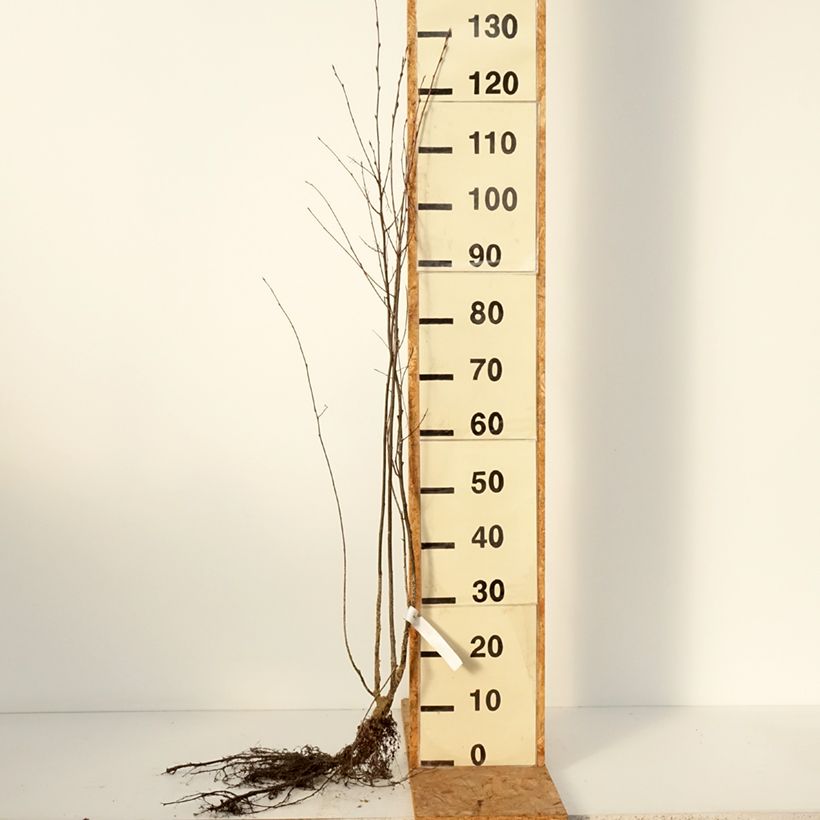 Example of Amelanchier spicata Piante piccole a radice nuda as you get in hiver