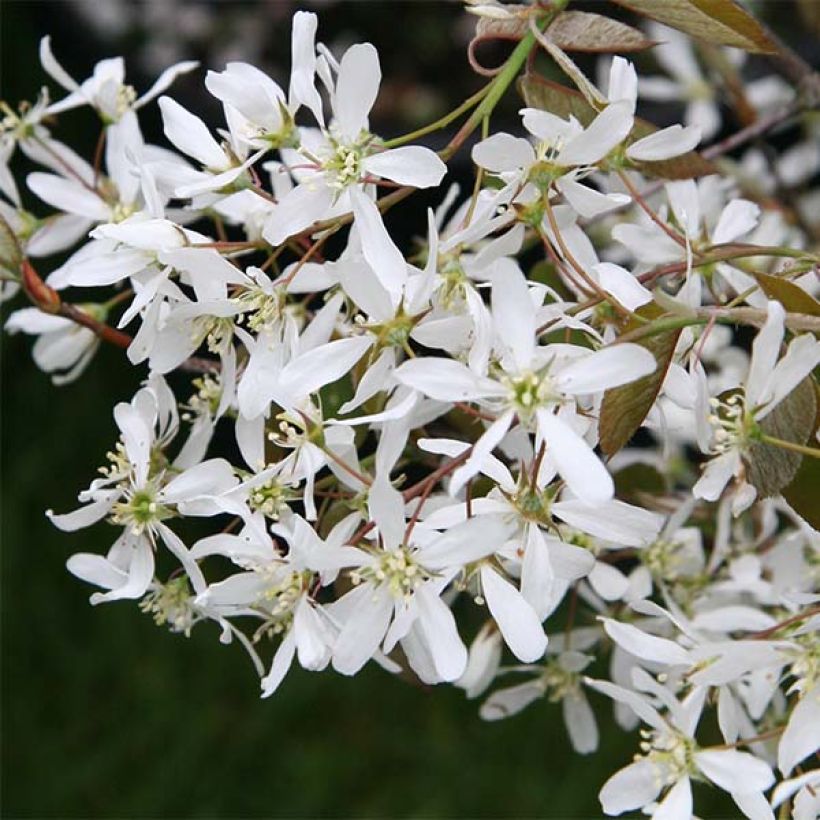 Amelanchier lamarckii - Pero corvino (Flowering)