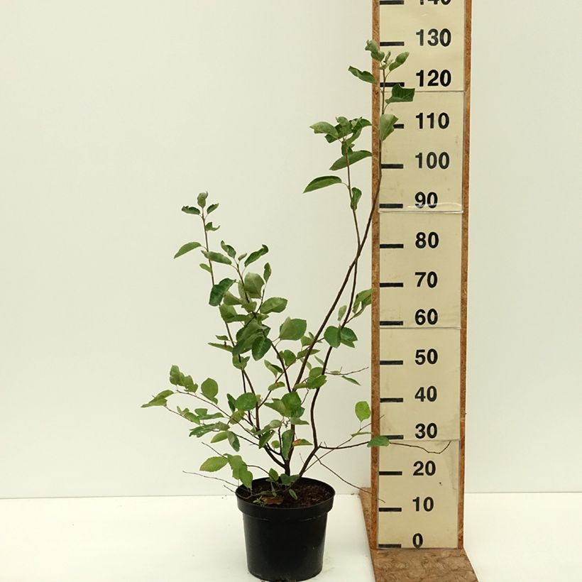 Esemplare di Amelanchier lamarckii - Pero corvino Vaso da 7,5L/10L consegnato in estate