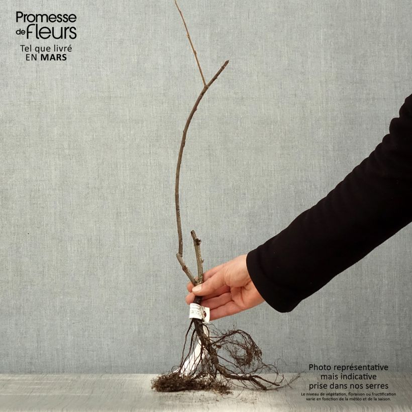 Example of Amelanchier lamarckii - Pero corvino Piante piccole a radice nuda as you get in printemps