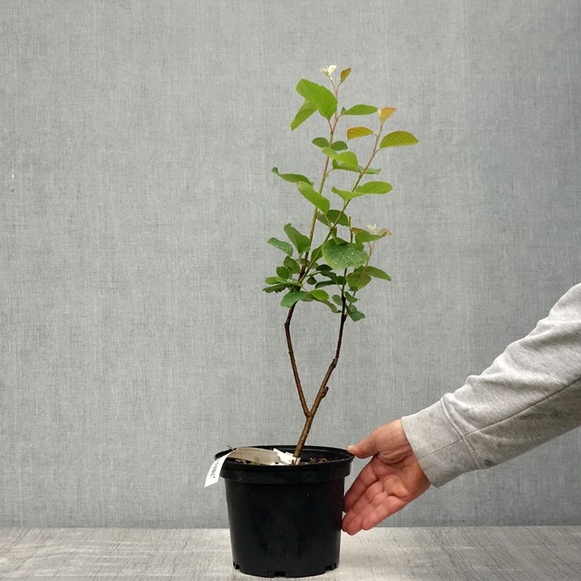 Amelanchier alnifolia Thiessen Vaso da 2L/3L esemplare consegnato in primavera