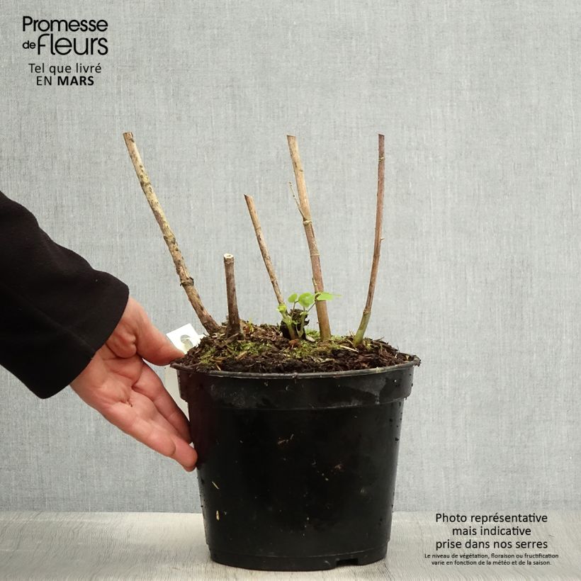 Amicia zygomeris Vaso da 4L/5L esemplare consegnato in primavera