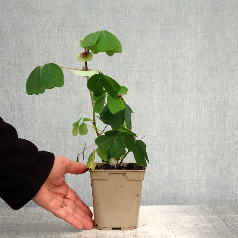 Amicia zygomeris Vaso da 1L/1,5L esemplare consegnato in primavera