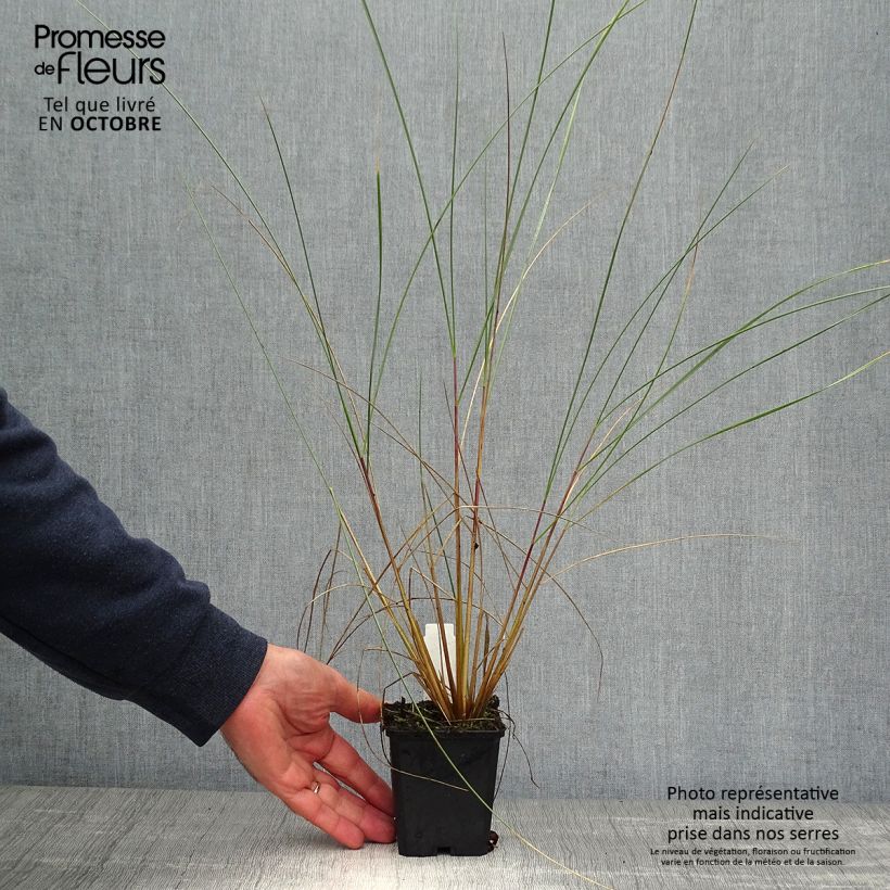 Esemplare di Ammophila arenaria Vasetto da 8/9 cm come consegnato in autunno