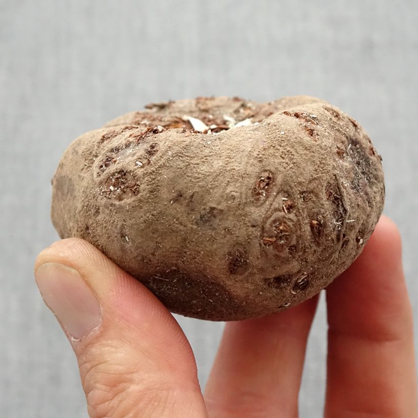 Amorphophallus bulbifer Bulbo taglia 18+ esemplare consegnato in primavera