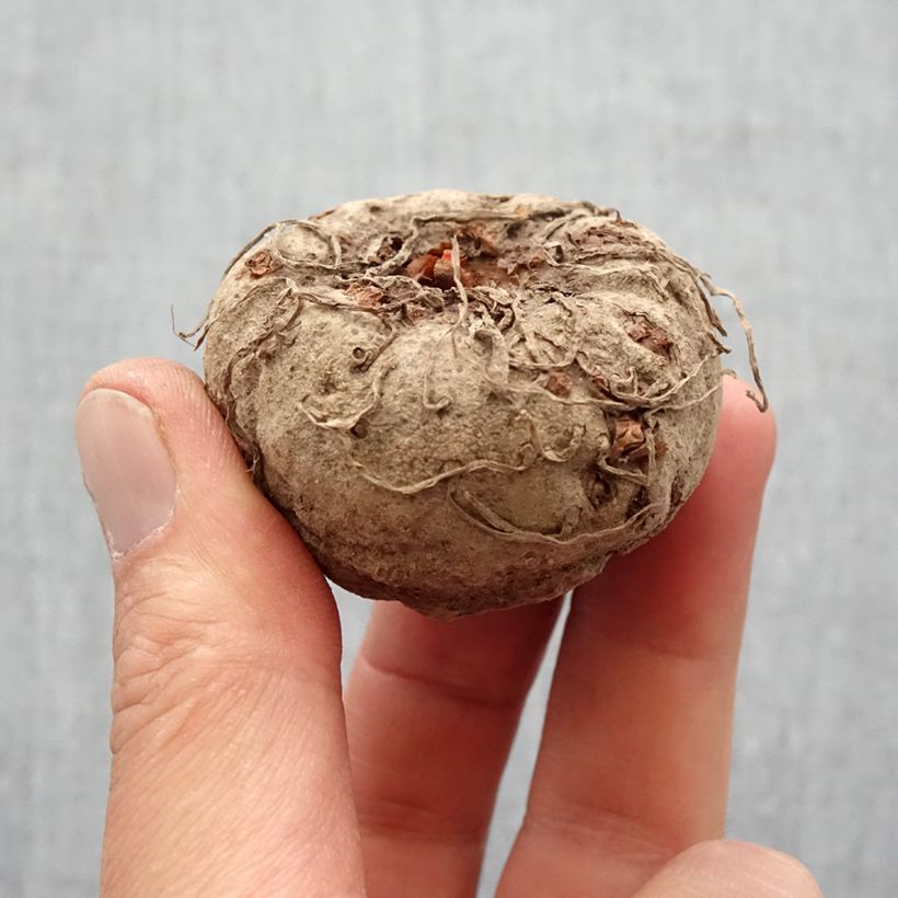 Example of Amorphophallus napalensis Bulbo taglia 16+ as you get in printemps