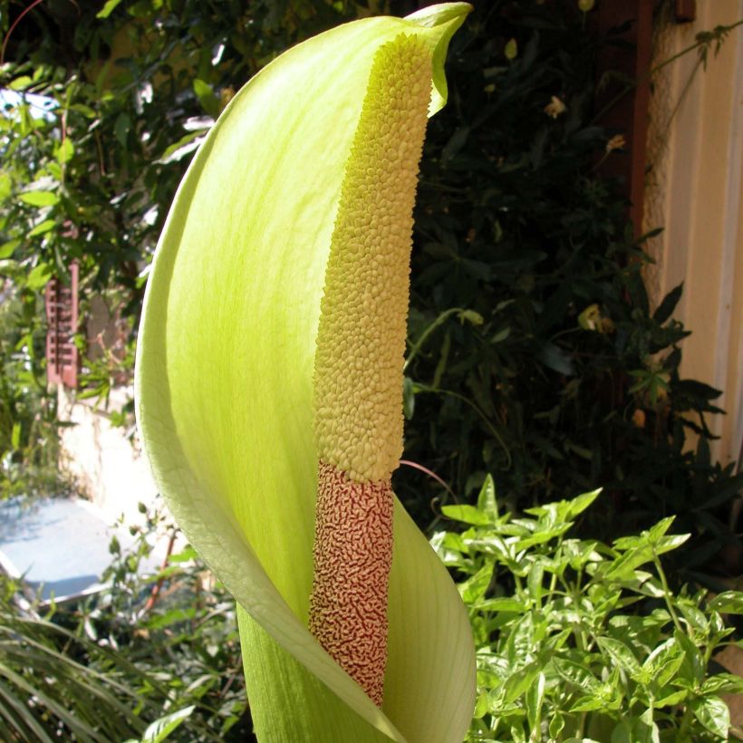 Amorphophallus napalensis (Flowering)