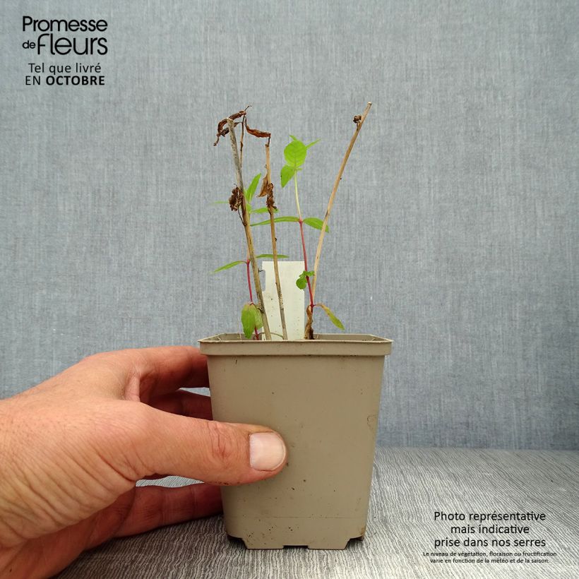 Esemplare di Amsonia orientalis Vasetto da 8/9 cm come consegnato in autunno