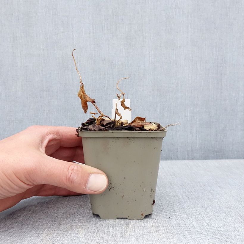 Example of Amsonia tabernaemontana Storm Cloud Vasetto da 8/9 cm as you get in printemps