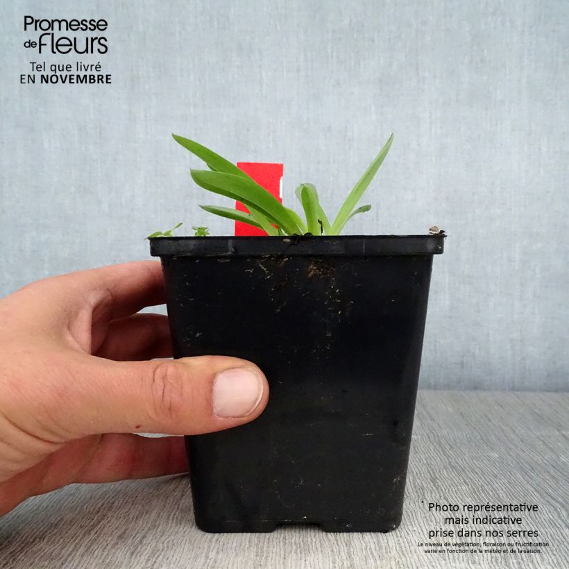 Esemplare di Anacamptis sancta, Orchis sacré - Orchidée vivace Pot de 1,5L/2L come consegnato in autunno