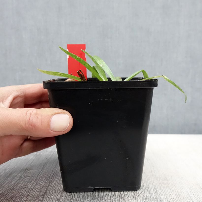 Anacamptis sancta Vaso da 1,5L/2L esemplare consegnato in primavera