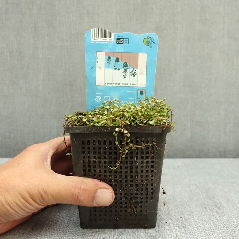 Esemplare di Anagallis tenella - Centonchio palustre Vaso da 1L/1,5L consegnato in estate