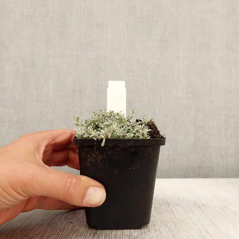 Esemplare di Anaphalis alpicola - Bouton d'argent des Alpes Godet de 8/9 cm come consegnato in autunno