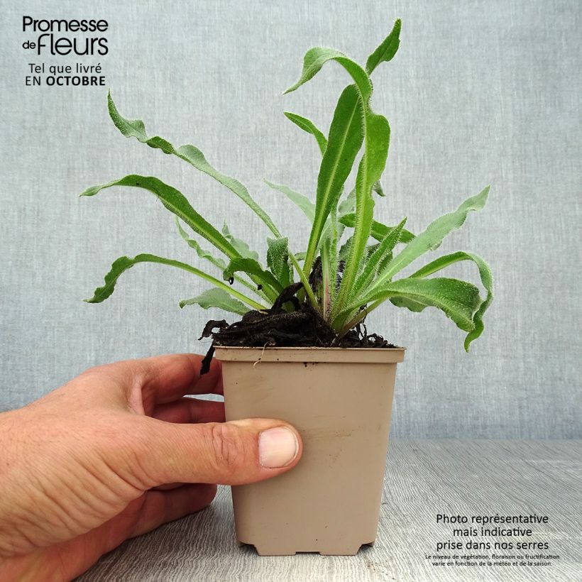 Esemplare di Anchusa azurea Dropmore - Buglossa azzurra Vasetto da 8/9 cm come consegnato in autunno