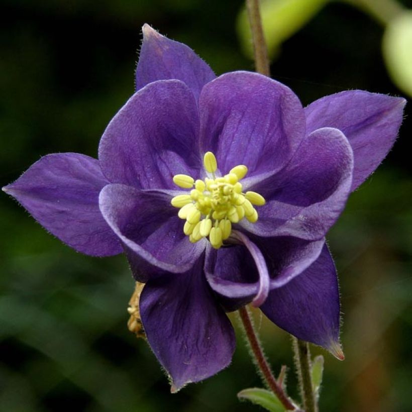 Aquilegia alpina (Flowering)