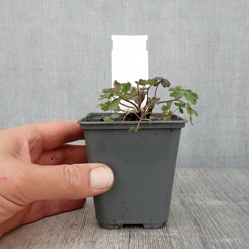 Example of Aquilegia caerulea Rose Queen Vasetto da 8/9 cm as you get in printemps