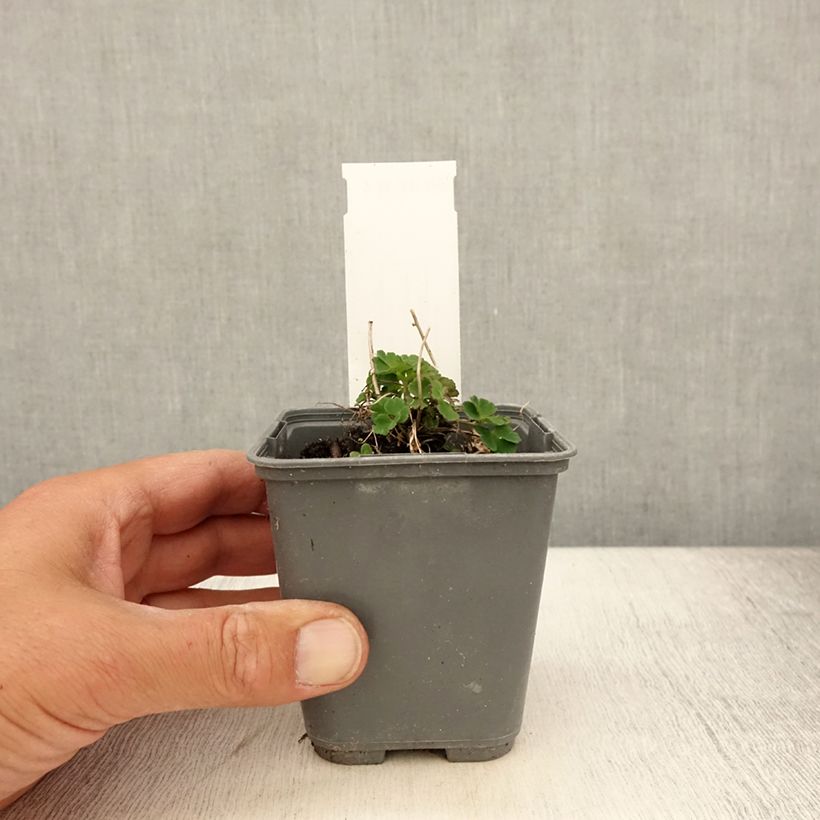 Esemplare di Aquilegia sibirica Vasetto da 8/9 cm consegnato in estate