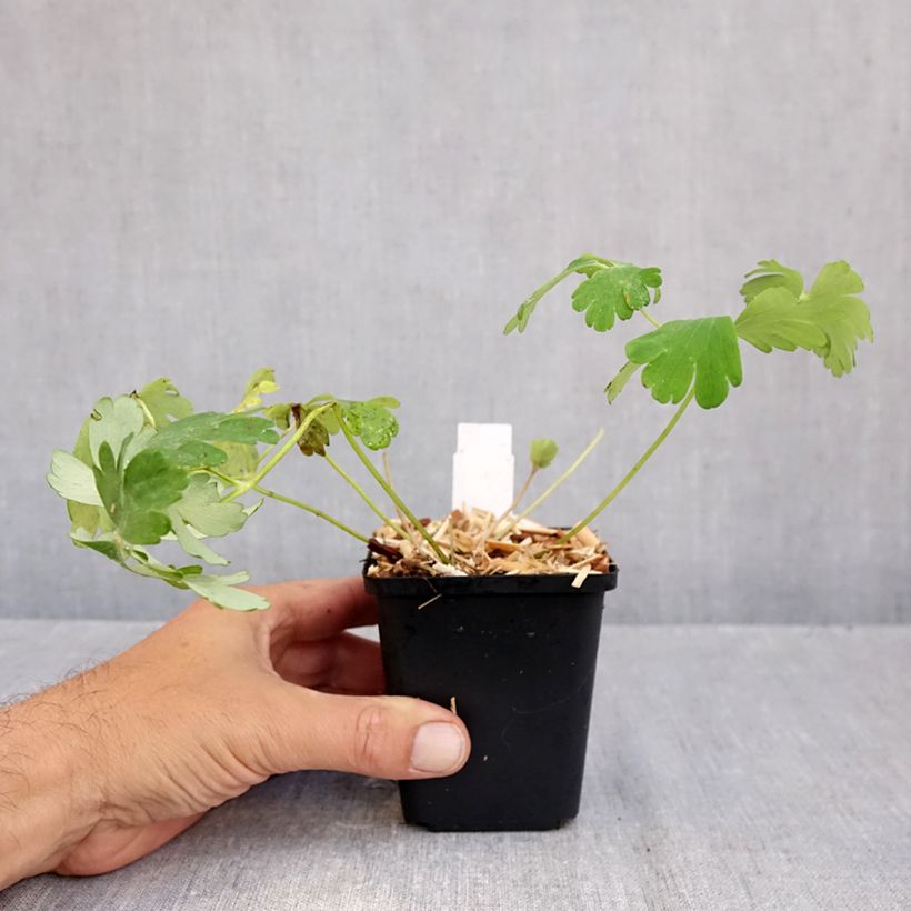 Esemplare di Aquilegia caerulea Snow Queen Vasetto da 8/9 cm come consegnato in autunno