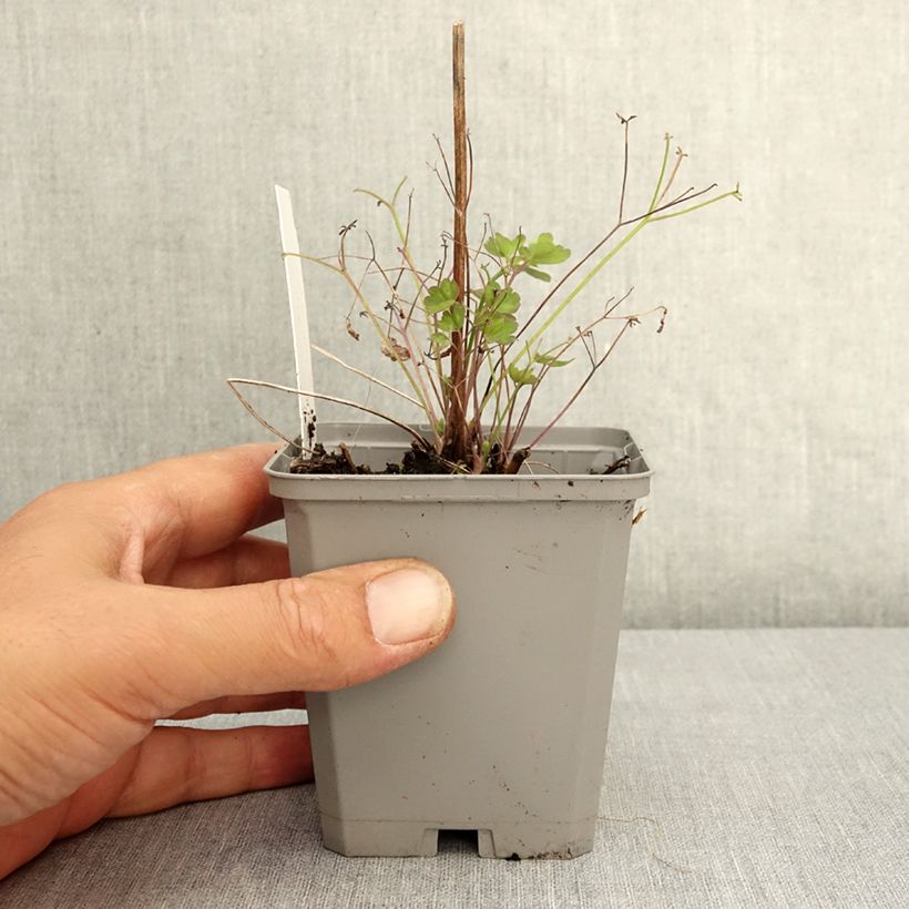 Esemplare di Aquilegia coerulea Vasetto da 8/9 cm consegnato in estate