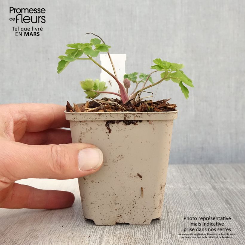 Aquilegia vulgaris Clementine Blue Vasetto da 8/9 cm esemplare consegnato in primavera