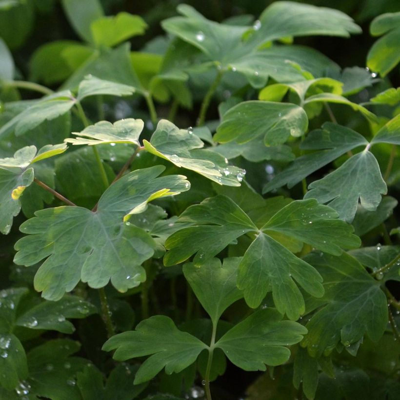 Aquilegia vulgaris Crimson Star (Foliage)