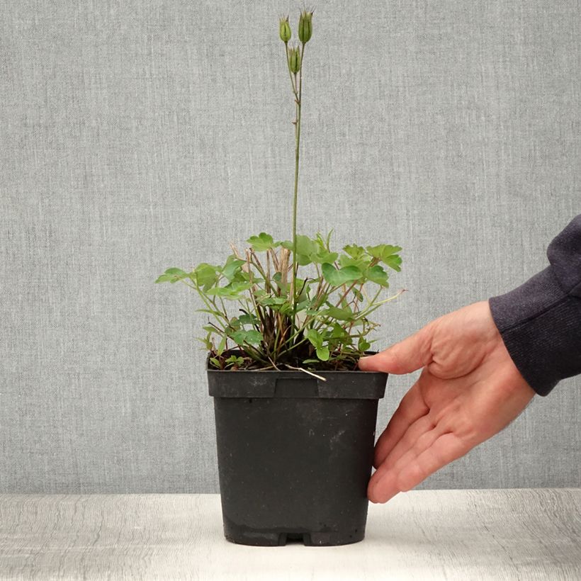 Esemplare di Aquilegia alpina Vaso da 2L/3L consegnato in estate