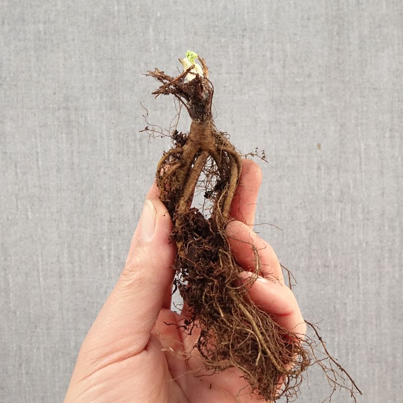 Aquilegia alpina Piante piccole a radice nuda esemplare consegnato in inverno