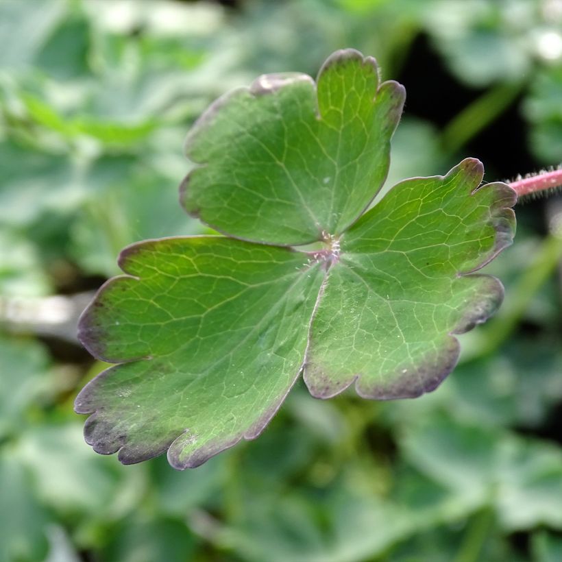 Aquilegia vulgaris Blue Barlow (Foliage)