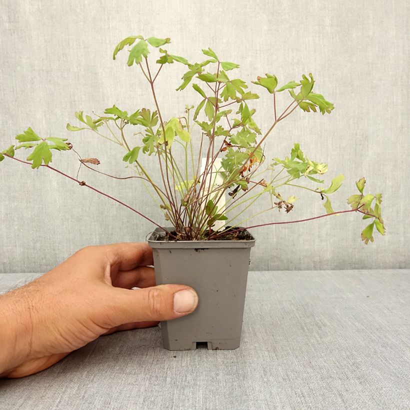 Esemplare di Aquilegia Mac Kana Vasetto da 8/9 cm consegnato in estate
